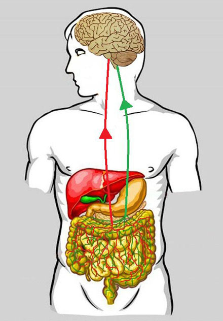 eje-cerebro-intestinal-web